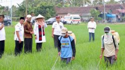 Surplus 159 Ribu Ton! Banyuwangi Buktikan Diri Jadi Lumbung Padi Jawa Timur
