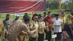 GKR Hemas Hadiri Panen Raya Bawang Merah: Ketahanan Pangan DIY Butuh Regenerasi Petani