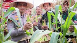 Jagung Ketan Laku Keras! Petani JANTAN Cikokol Panen Bareng Polisi