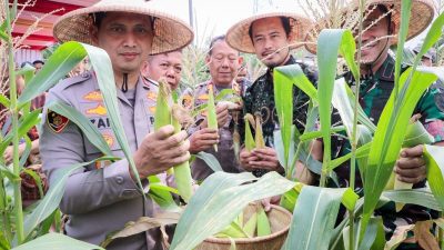 jagung ketan Tangerang