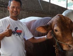 Belangor, Sapi 999 Kg dari Magetan Jadi Pilihan Presiden Prabowo untuk Kurban Idul Adha 2025